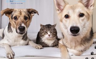 Mobile grooming for senior pets MY BFF Mobile grooming Ft Myers Cape Coral