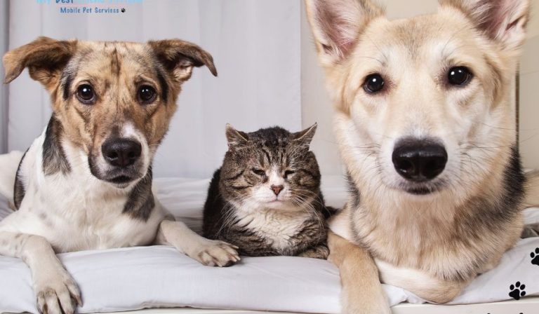 Mobile grooming for senior pets MY BFF Mobile grooming Ft Myers Cape Coral