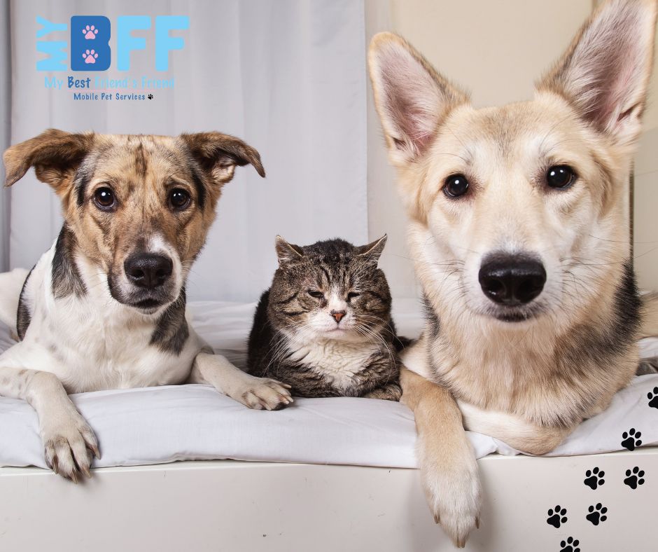 Mobile grooming for senior pets MY BFF Mobile grooming Ft Myers Cape Coral
