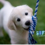 What a Mobile Groom Is Like From Your Pet’s Perspective
