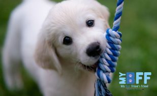What a Mobile Groom Is Like From the Pet's Perspective