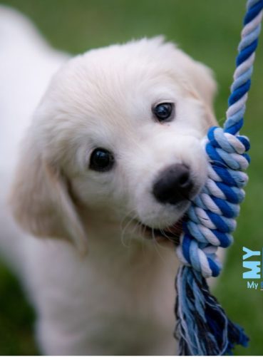 What a Mobile Groom Is Like From the Pet's Perspective