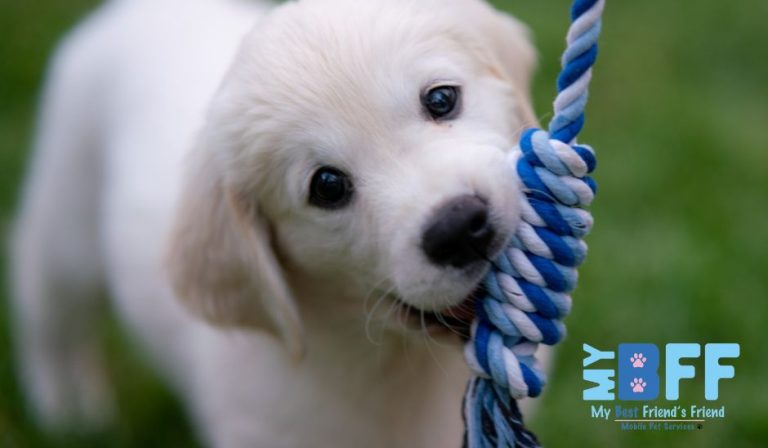 What a Mobile Groom Is Like From the Pet's Perspective