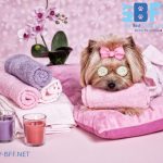 Signs Your Pet Could Benefit from Professional Care Including