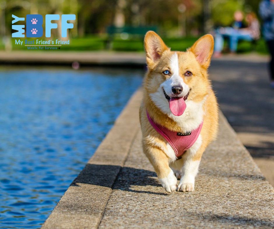 Book Your Stress-Free Grooming Appointment Today