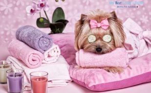 Could your pet use some pampering? Call MY-BFF Pet Services in southwest Florida