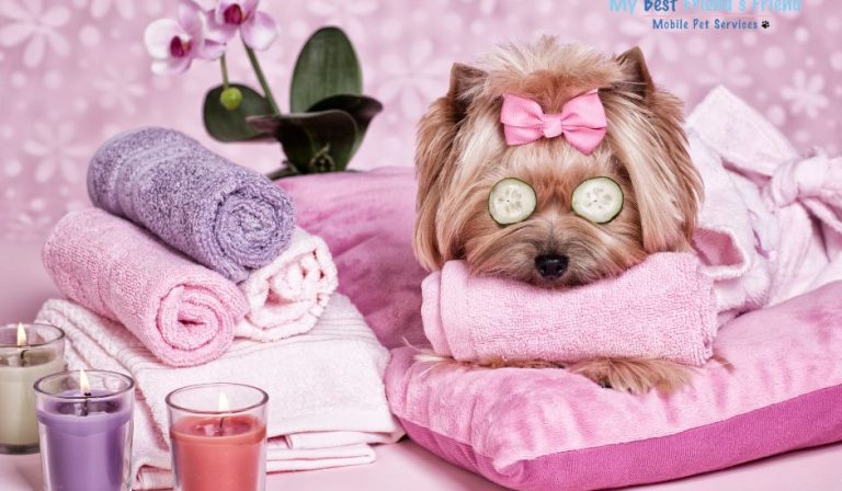 Could your pet use some pampering? Call MY-BFF Pet Services in southwest Florida