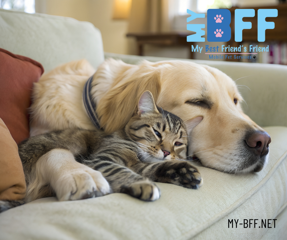 My BFF mobile grooming Southwest Florida