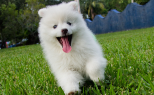 Mobile grooming fort myers cape coral naples Mobile grooming fort myers cape coral naples