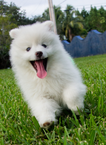 Mobile grooming fort myers cape coral naples