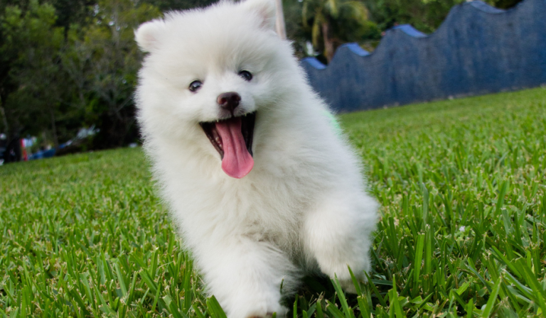 Mobile grooming fort myers cape coral naples