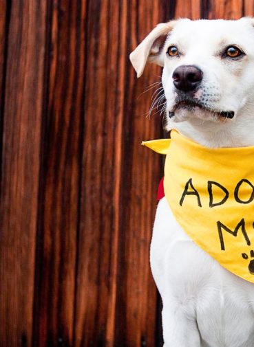 The Ultimate Checklist for First-Time Pet Owners in naples, ft myers, cape coral, florida