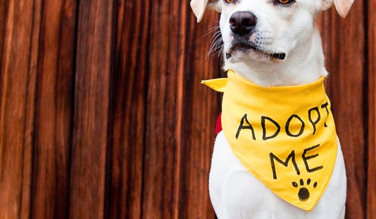 The Ultimate Checklist for First-Time Pet Owners in naples, ft myers, cape coral, florida