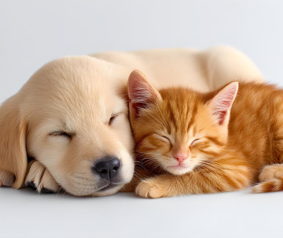 How to Prepare Your Pet for a Mobile Grooming Visit