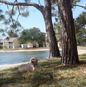 Bailey Ft myers mobile pet grooming MY BFF