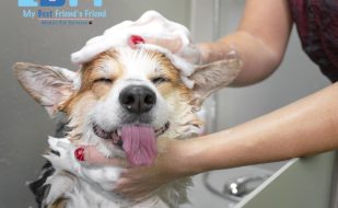 Benefits of Mobile Grooming You Don’t Get with a Salon Visit My BFF swfl