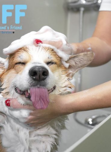 Benefits of Mobile Grooming You Don’t Get with a Salon Visit My BFF swfl
