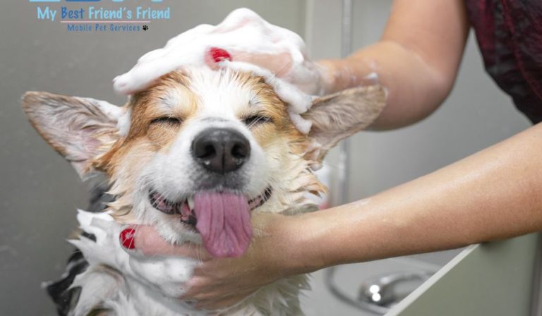 Benefits of Mobile Grooming You Don’t Get with a Salon Visit Benefits of Mobile Grooming You Don’t Get with a Salon Visit My BFF swfl