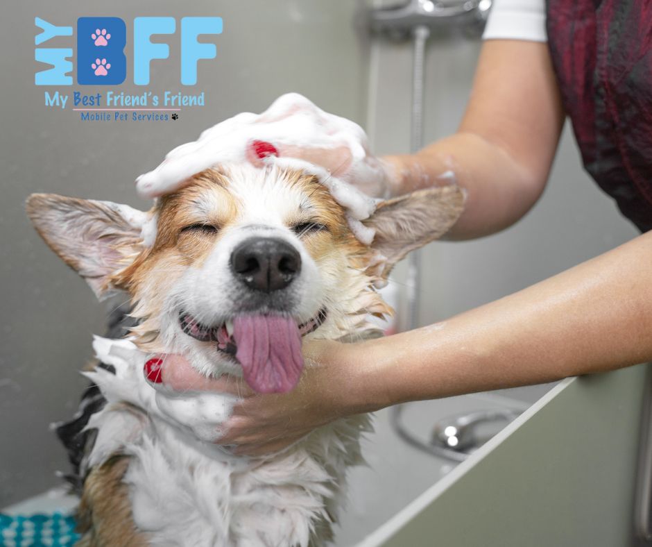 Benefits of Mobile Grooming You Don’t Get with a Salon Visit My BFF swfl