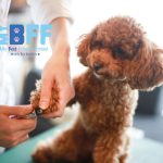 Signs Your Pet Needs Professional Grooming Services