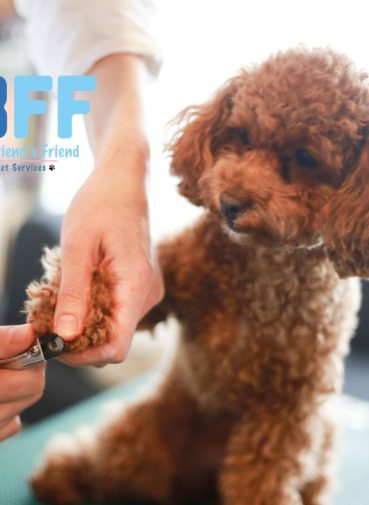 Signs Your Pet Needs Professional Grooming Services My-BFF.net