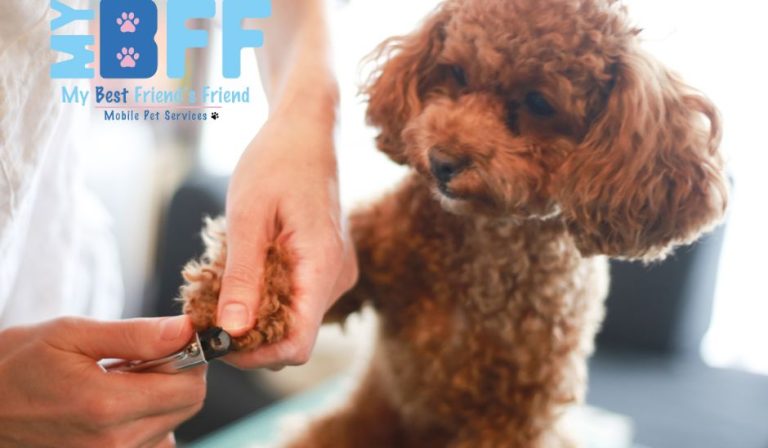 Signs Your Pet Needs Professional Grooming Services My-BFF.net Signs Your Pet Needs Professional Grooming Services My-BFF.net