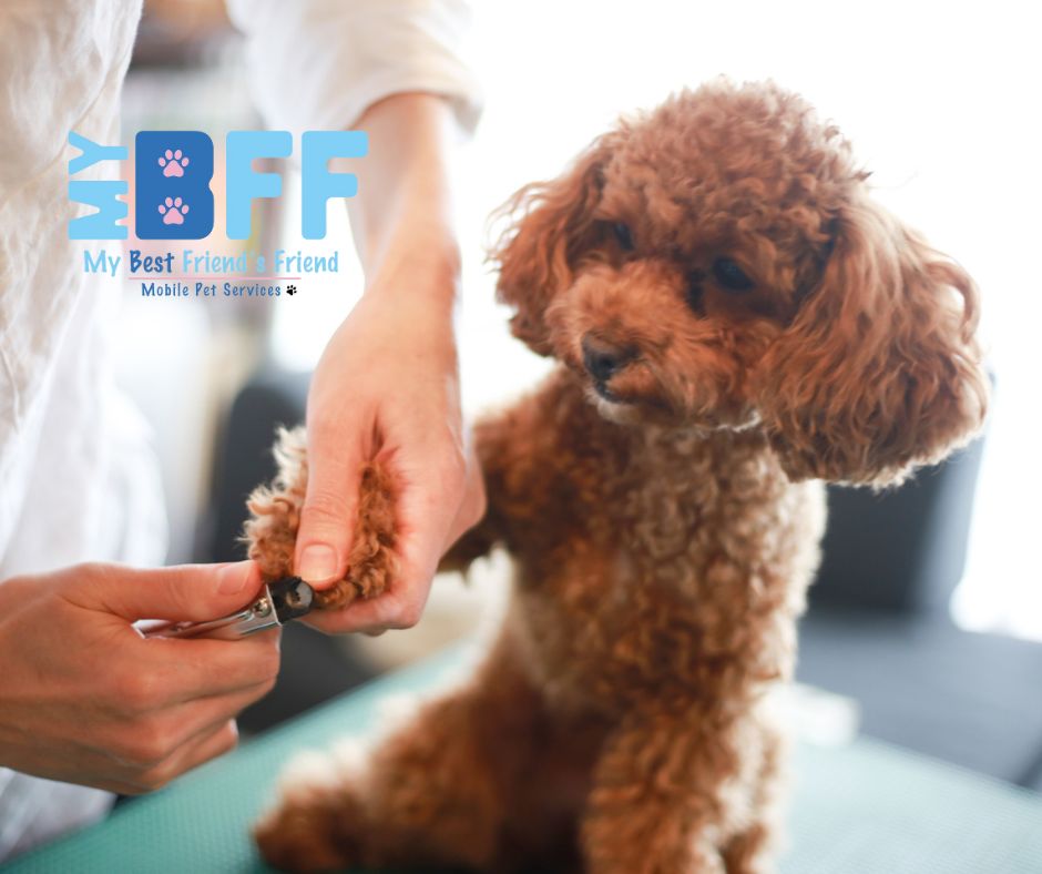 Signs Your Pet Needs Professional Grooming Services My-BFF.net