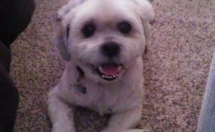 Bailey with My BFF Pet Grooming Bailey with My BFF Pet Grooming