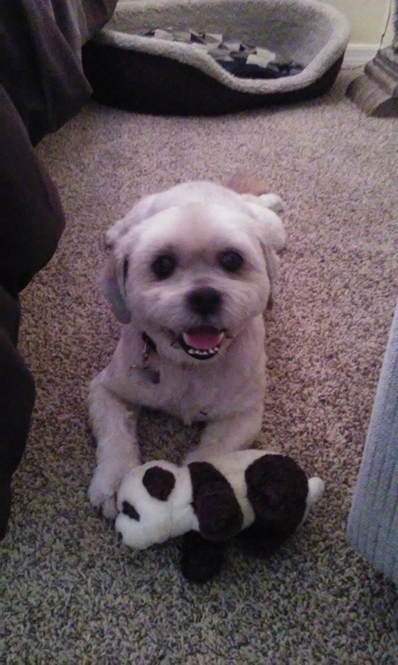 Bailey with My BFF Pet Grooming