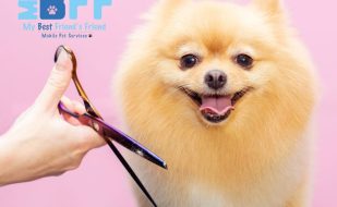 Pet Owners Trust MY BFF for Mobile Grooming in Fort Myers