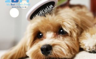 Top 10 Tips for First-Time Dog Owners in Fort Myers