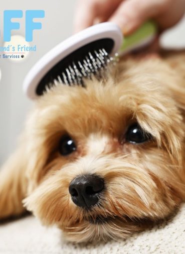 Top 10 Tips for First-Time Dog Owners in Fort Myers