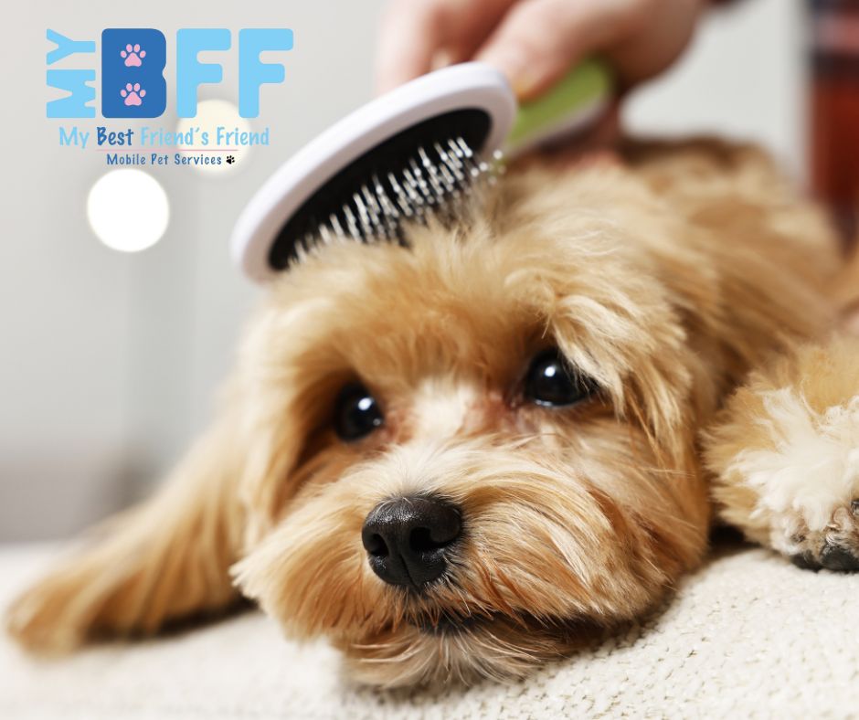 Top 10 Tips for First-Time Dog Owners in Fort Myers