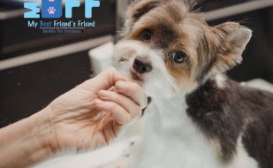 What Is Mobile Pet Grooming Why Local Pet Owners Are Making the Switch MY BFF PET SERVICES (1)