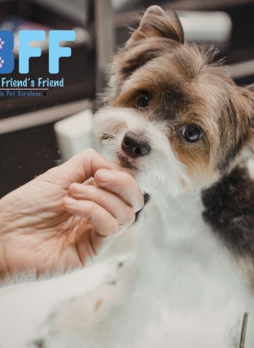 What Is Mobile Pet Grooming Why Local Pet Owners Are Making the Switch MY BFF PET SERVICES (1)