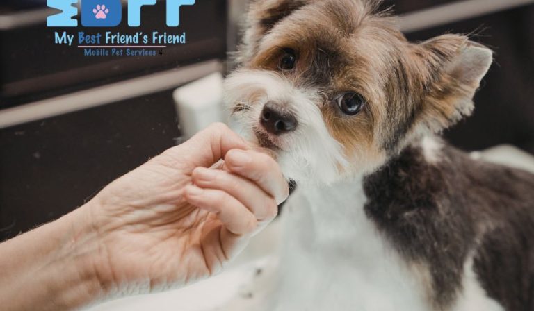 What Is Mobile Pet Grooming Why Local Pet Owners Are Making the Switch MY BFF PET SERVICES (1) What Is Mobile Pet Grooming Why Local Pet Owners Are Making the Switch MY BFF PET SERVICES (1)