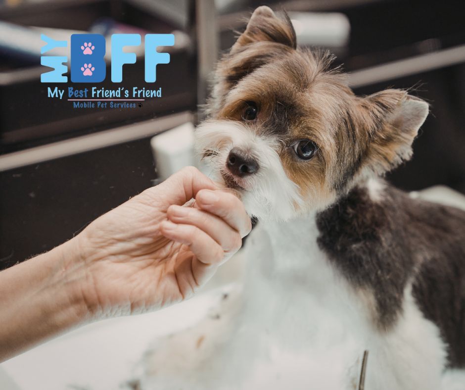 What Is Mobile Pet Grooming Why Local Pet Owners Are Making the Switch MY BFF PET SERVICES (1)
