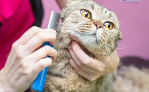 Cat grooming Southwest florida mobile MY BFF groomer Cat grooming Southwest florida mobile MY BFF groomer