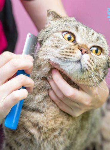 Cat grooming Southwest florida mobile MY BFF groomer