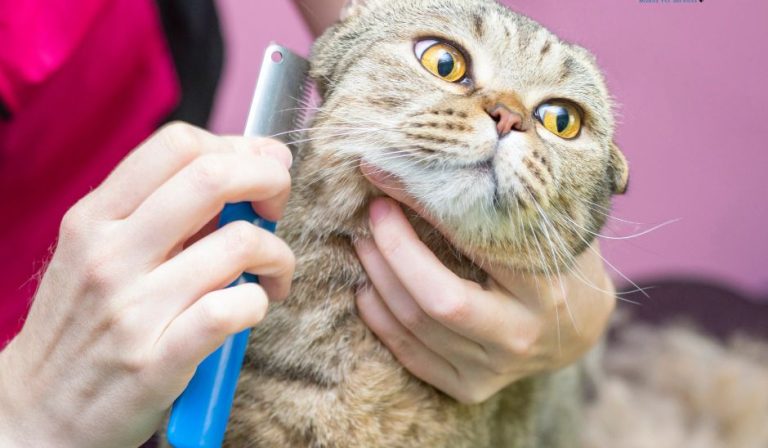 Cat grooming Southwest florida mobile MY BFF groomer