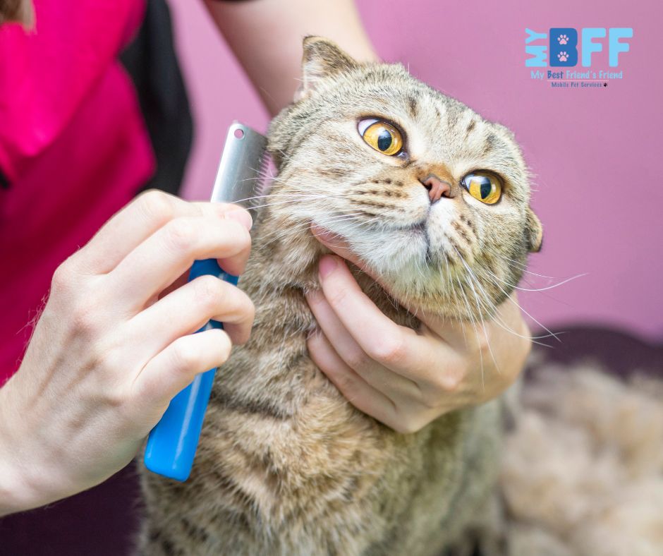 Cat grooming Southwest florida mobile MY BFF groomer