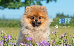 Mobile grooming fort myers my-bff.net (1) Mobile grooming fort myers my-bff.net (1)