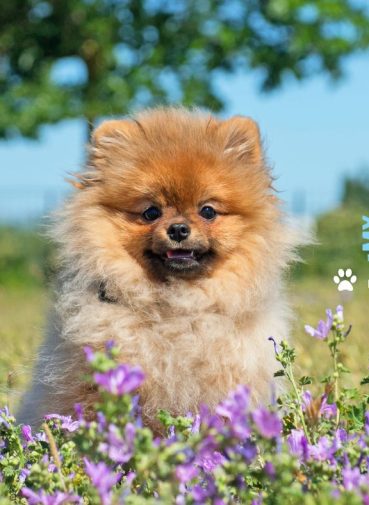 Mobile grooming fort myers my-bff.net (1)