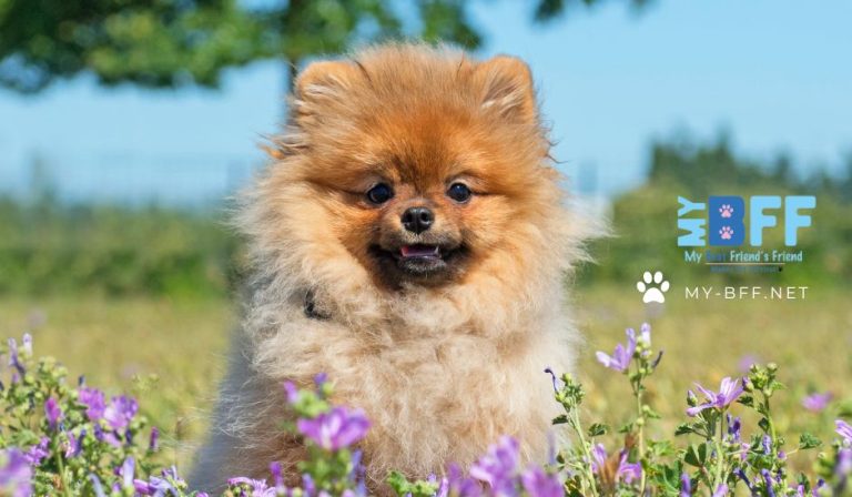 Mobile grooming fort myers my-bff.net (1)