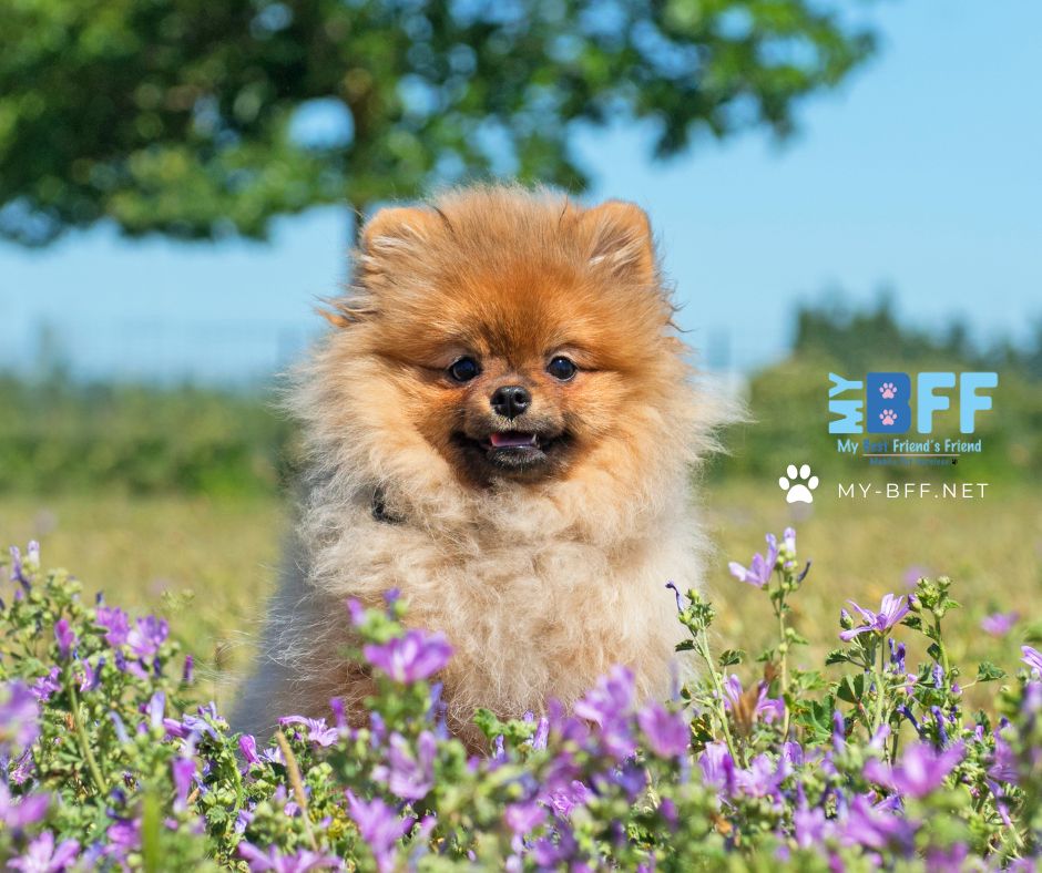 Mobile grooming fort myers my-bff.net (1)