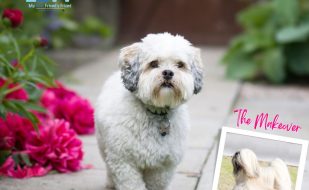 my-bff.net Ft Myers Cape Coral Mobile groomer Pet Makeovers (2)