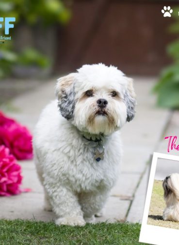 my-bff.net Ft Myers Cape Coral Mobile groomer Pet Makeovers (2)