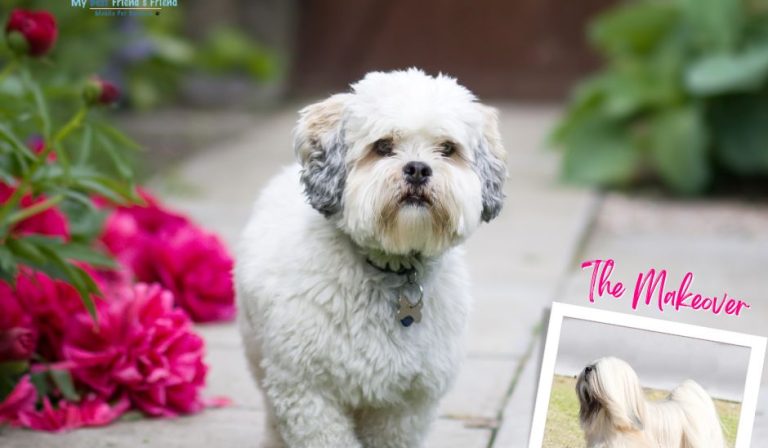 my-bff.net Ft Myers Cape Coral Mobile groomer Pet Makeovers (2)