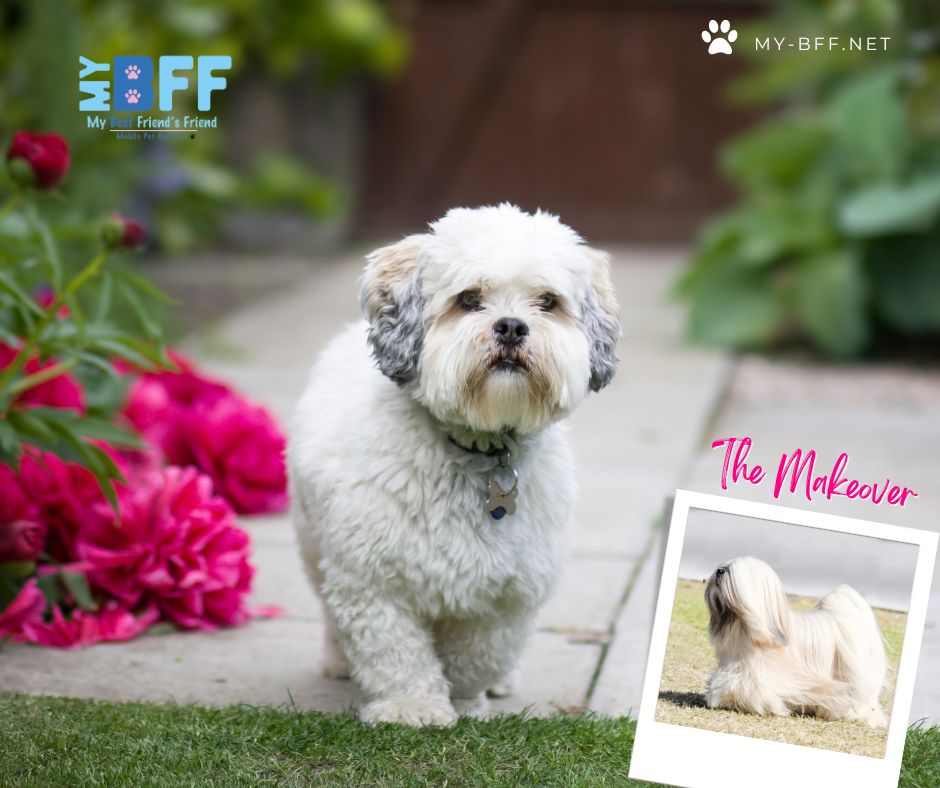 my-bff.net Ft Myers Cape Coral Mobile groomer Pet Makeovers (2)