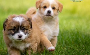 Mobile grooming fort myers, florida